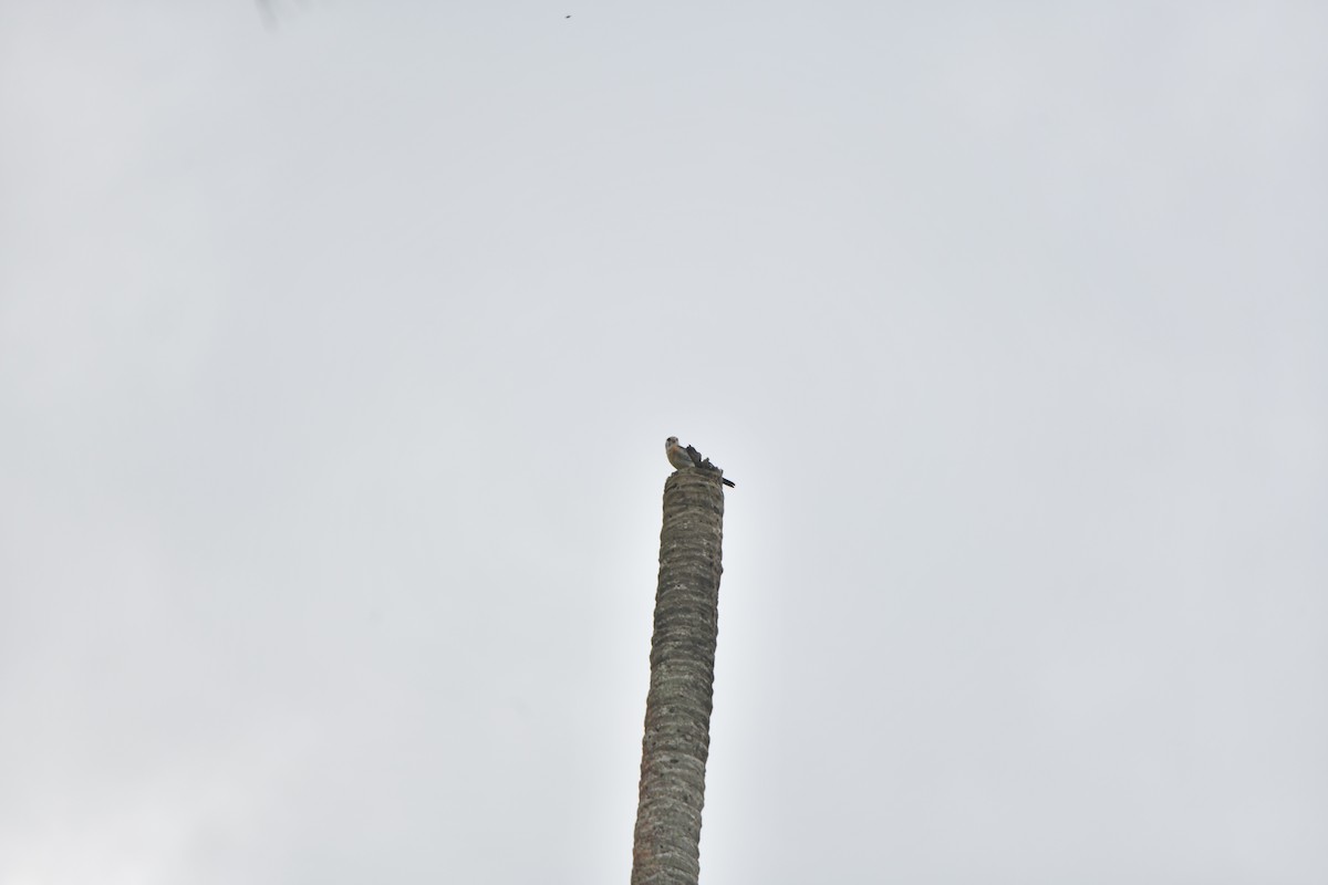 American Kestrel (Hispaniolan) - ML645195219