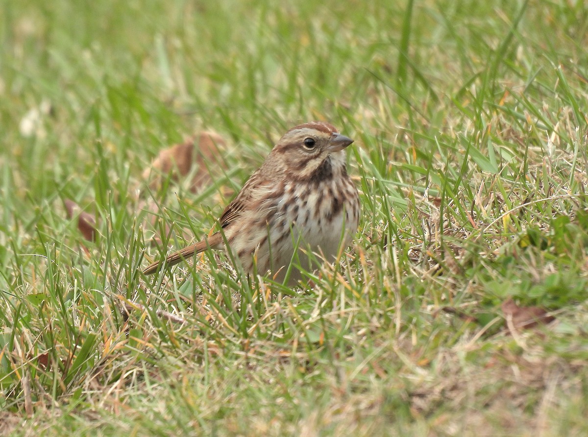 Song Sparrow - ML645195220