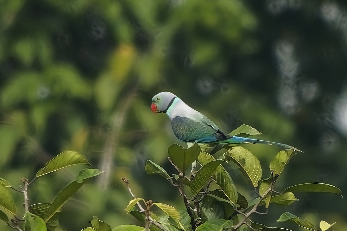 Malabar Parakeet - ML645195223