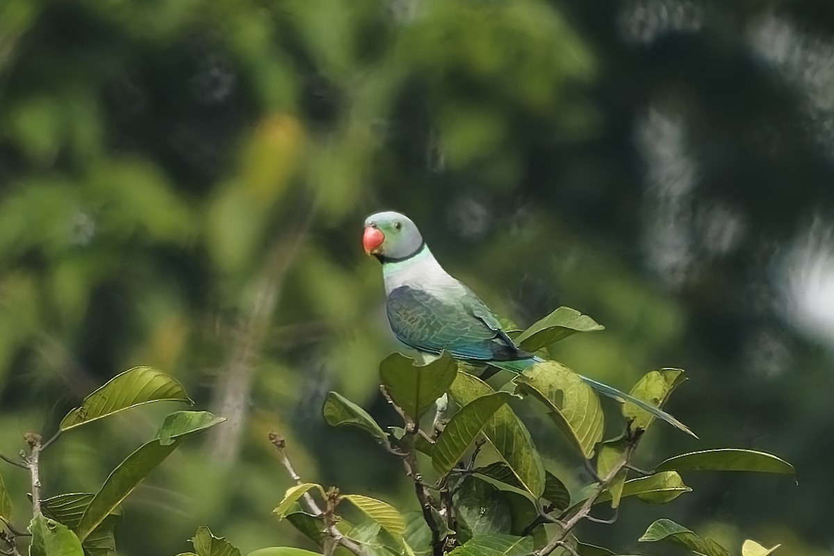 Malabar Parakeet - ML645195224