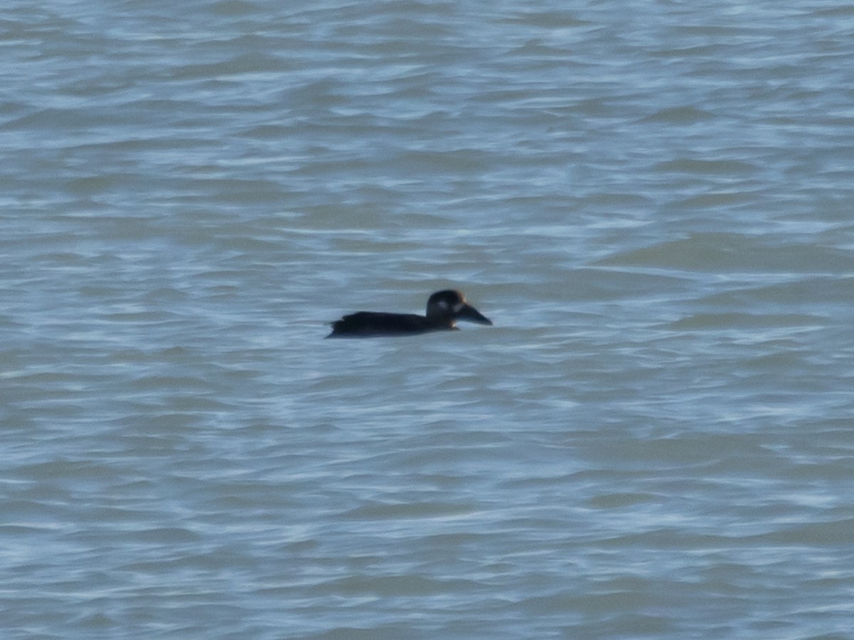 קטיפנית משברים - ML645195236