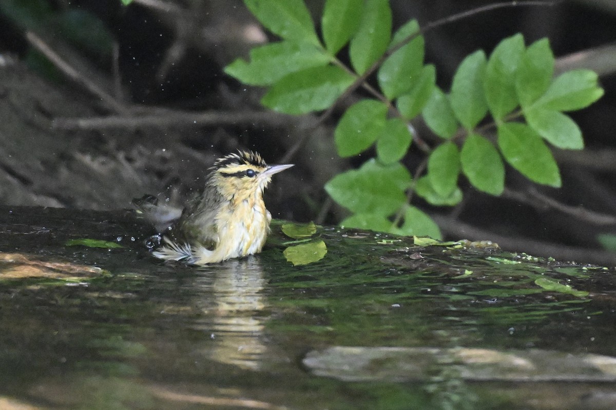 Worm-eating Warbler - ML645195239