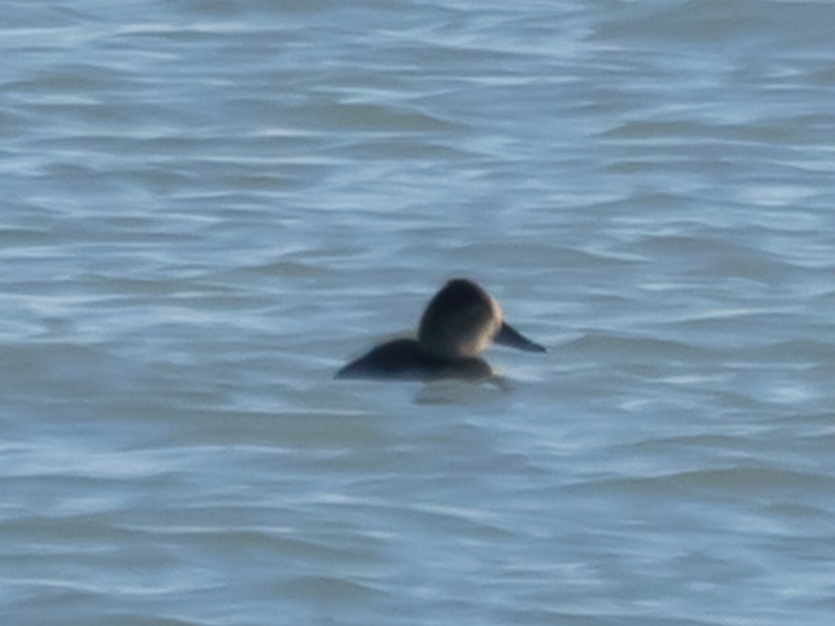 צולל צווארון - ML645195243