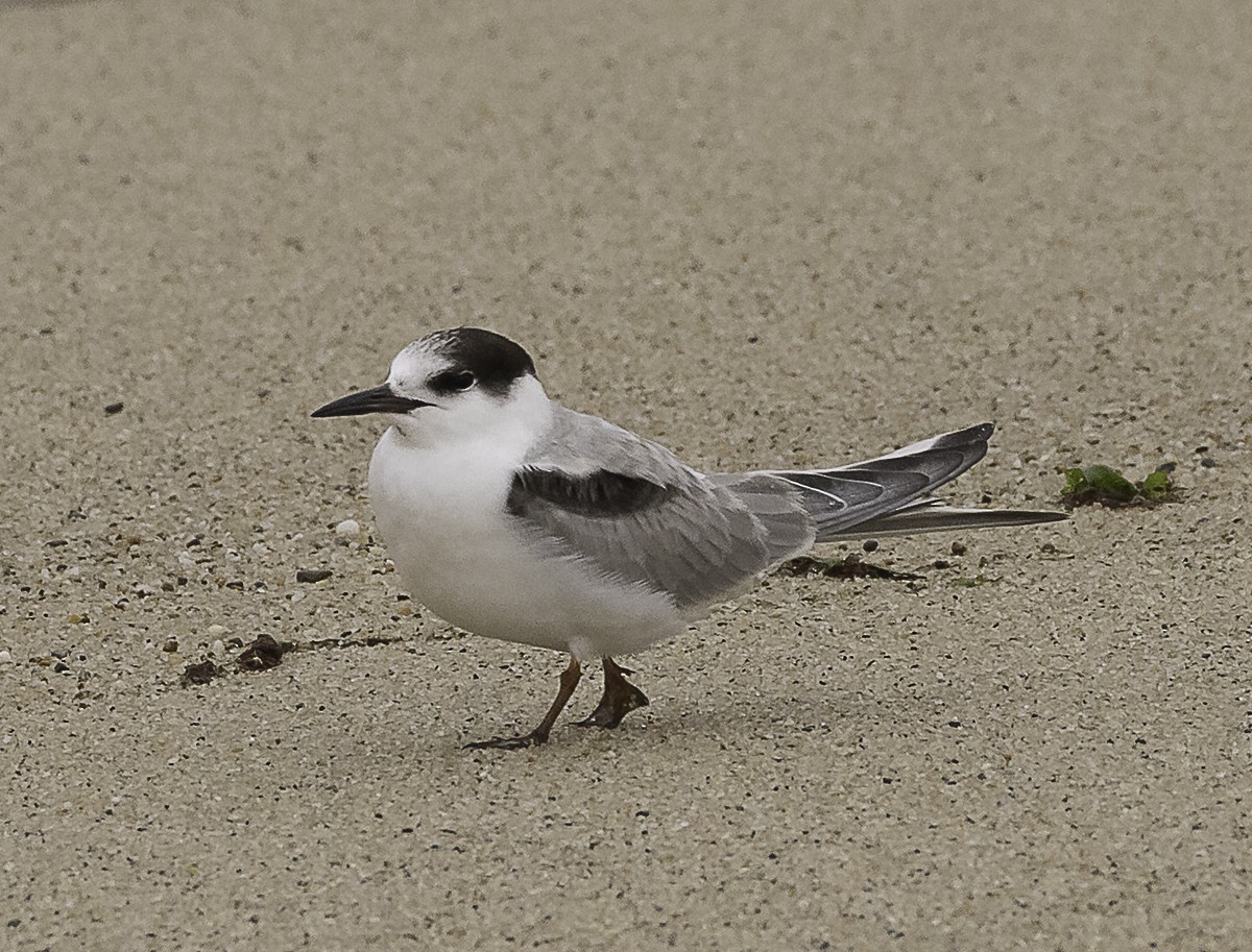 Common Tern (hirundo/tibetana) - ML645195246