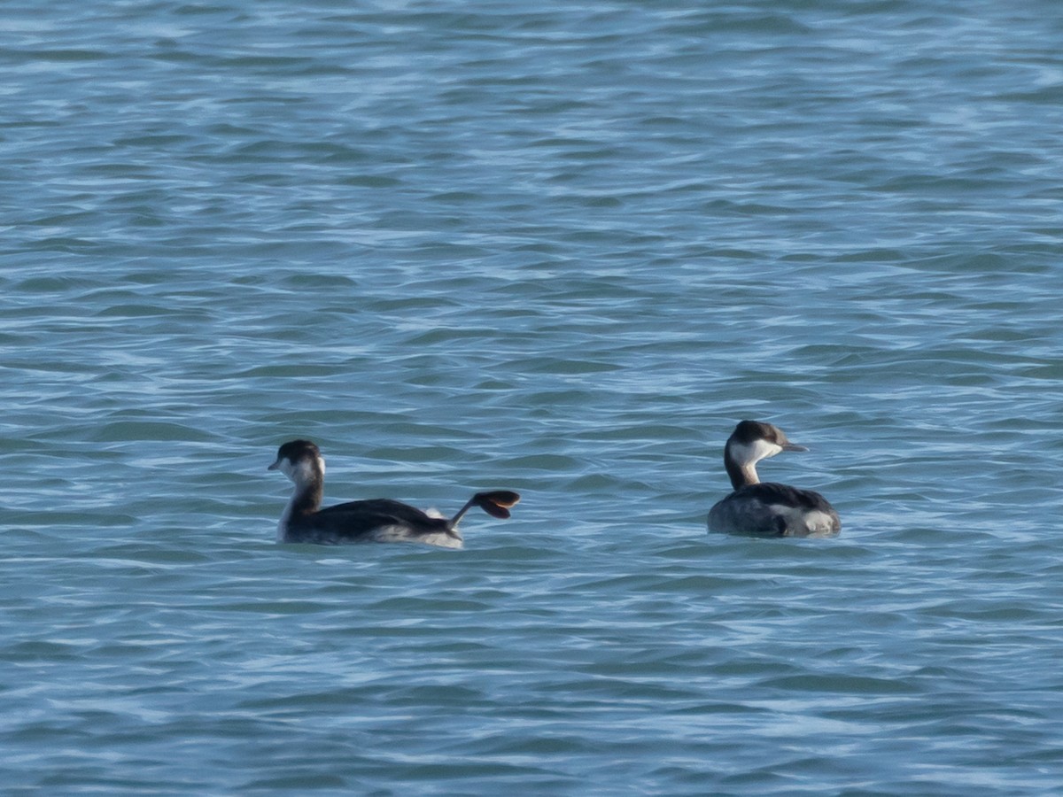 טבלן לבן-לחיים - ML645195247