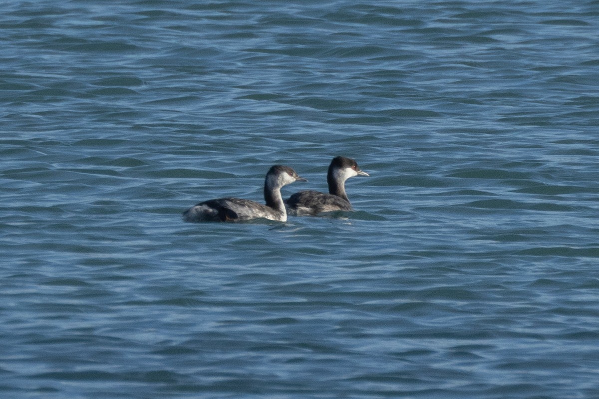 טבלן לבן-לחיים - ML645195248