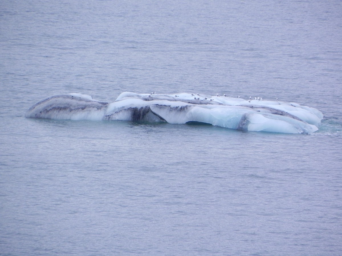 чайка sp. - ML645195249