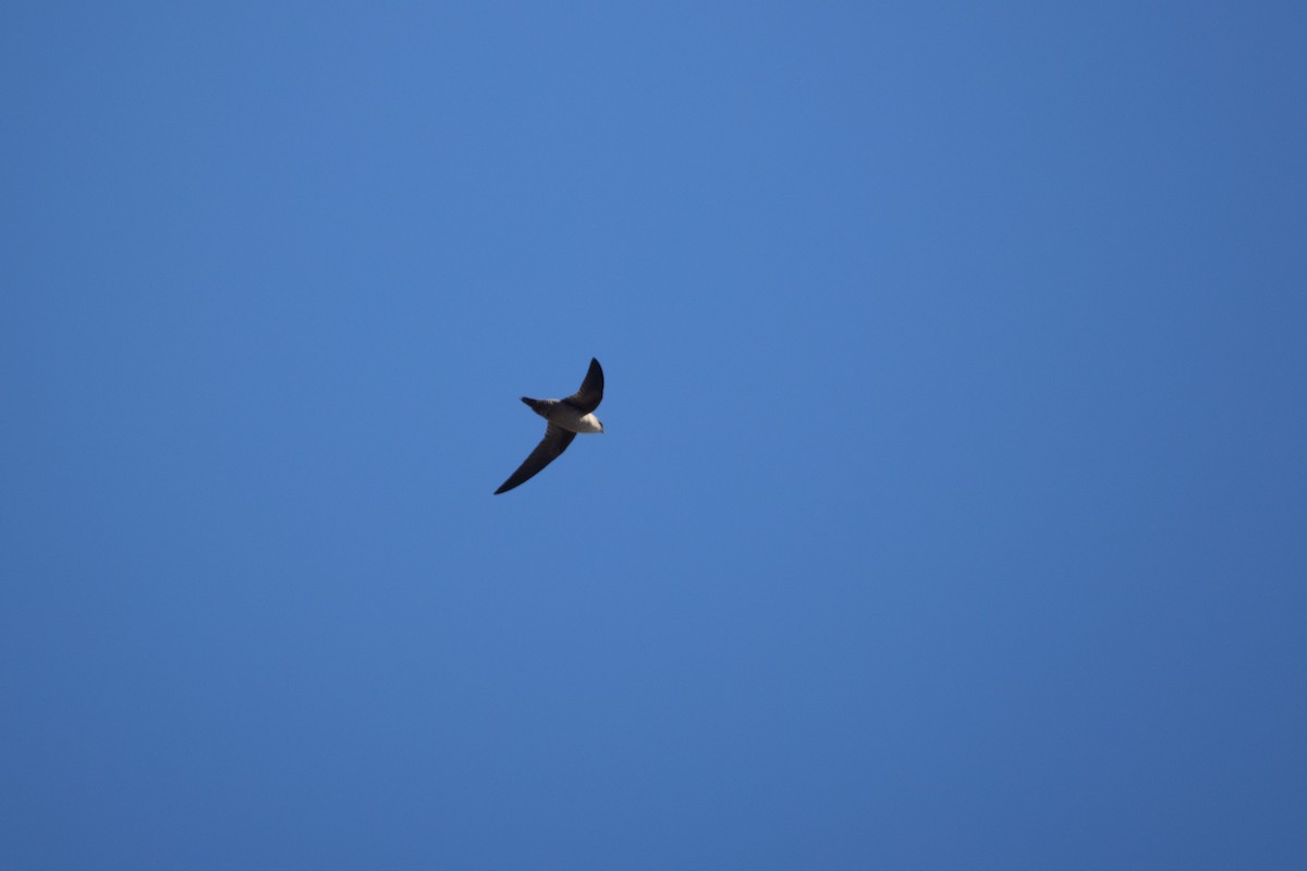 Vaux's Swift - ML645195250