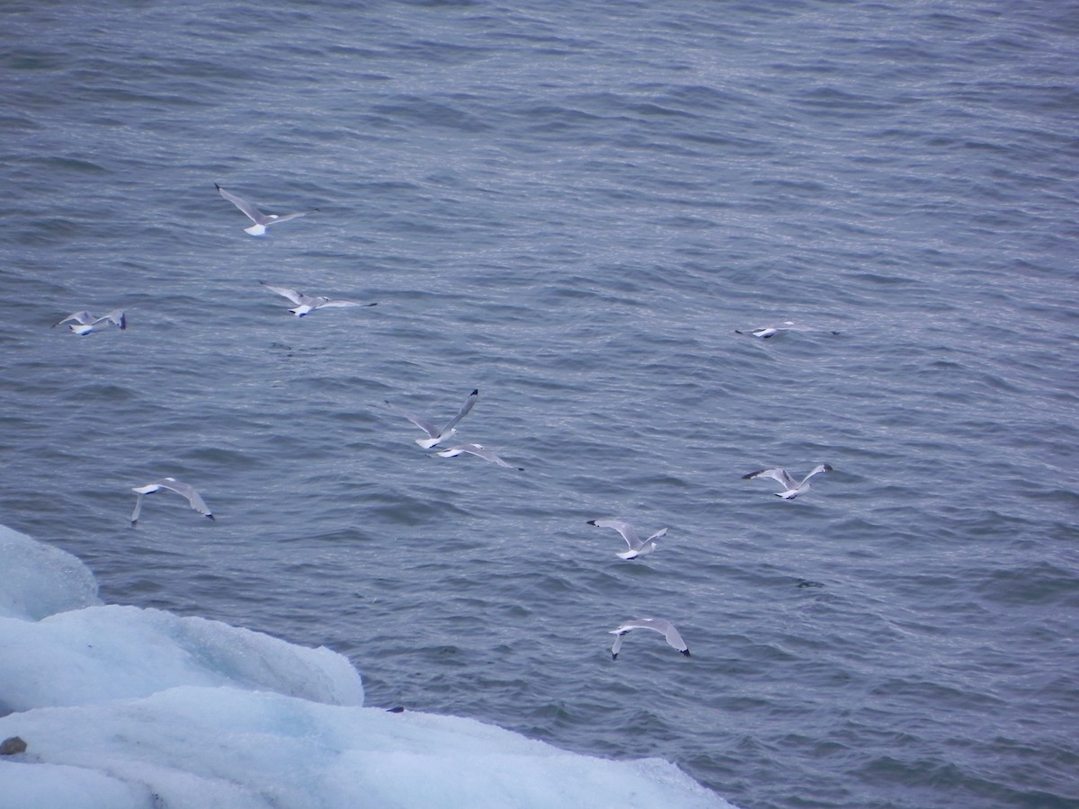 чайка sp. - ML645195256