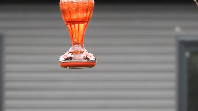 Rufous Hummingbird - ML645195258