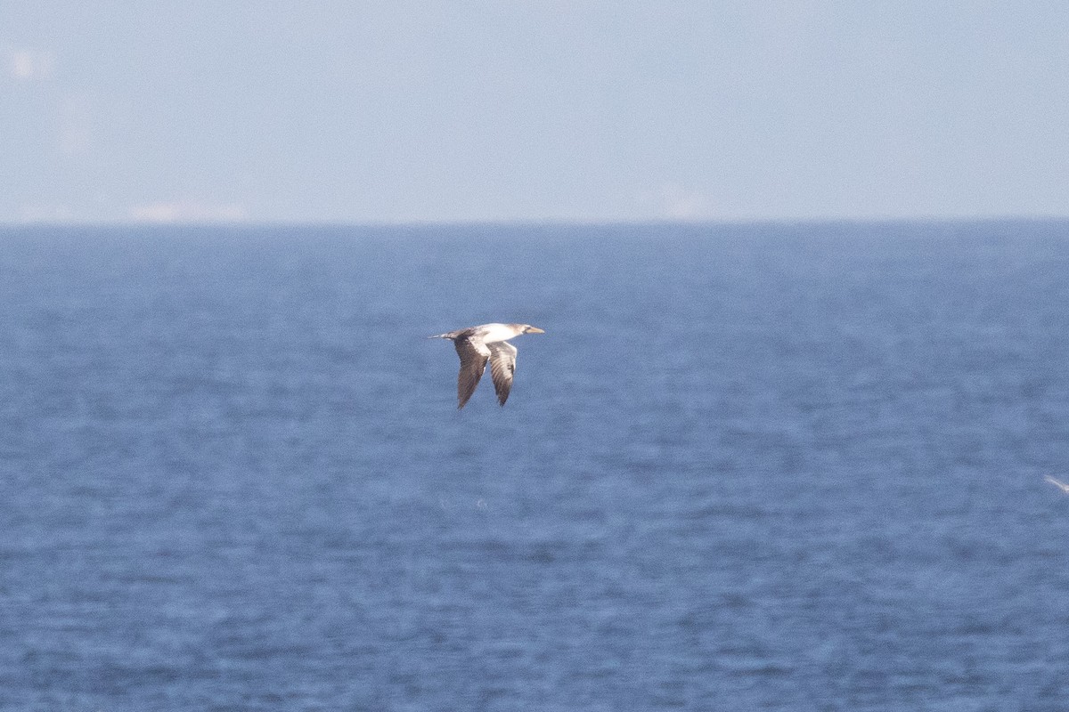 Nazcatölpel - ML645195259