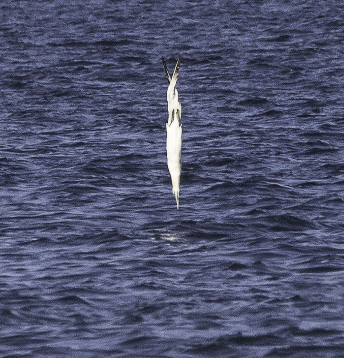 Northern Gannet - ML645195264