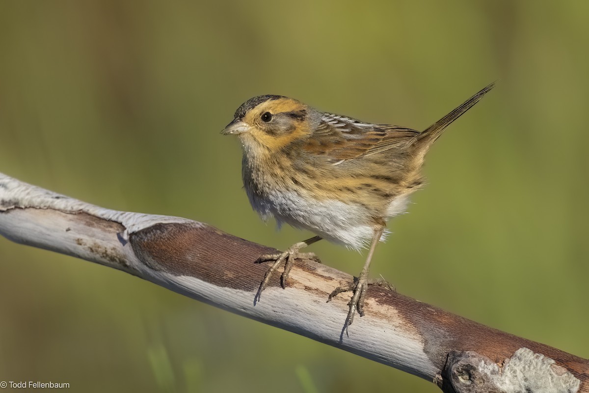 nålstjertspurv (nelsoni/altera) - ML645195281
