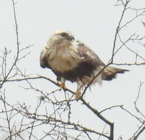 Rough-legged Hawk - ML645195282