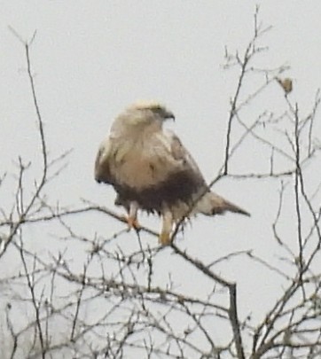 Rough-legged Hawk - ML645195283