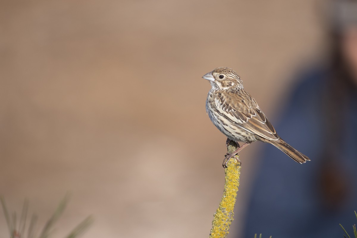 カタジロクロシトド - ML645195285