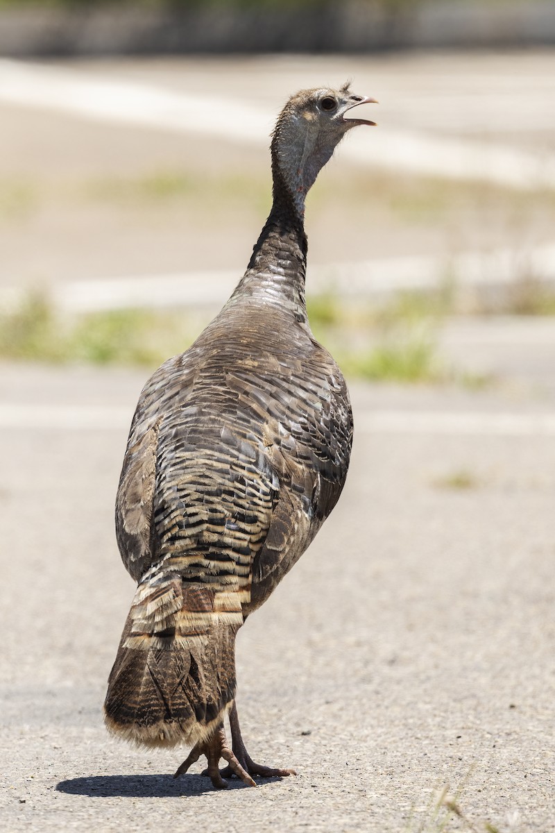 Wild Turkey - ML645195286