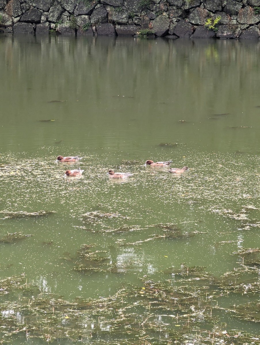 brunnakke - ML645195287