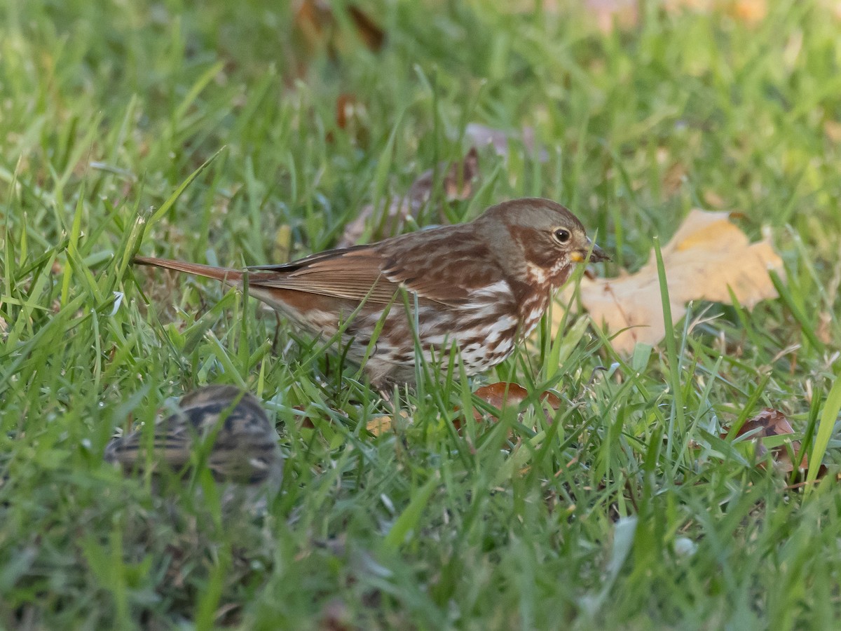 גיבתונית חומת-זנב - ML645195288