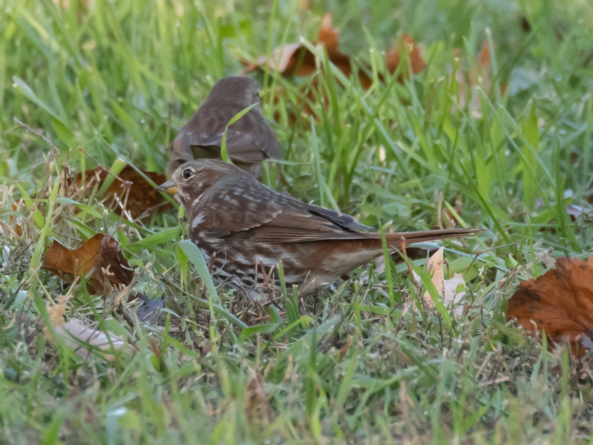 גיבתונית חומת-זנב - ML645195289
