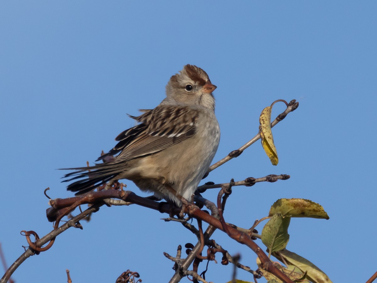 גיבתונית לבנת-כיפה - ML645195292