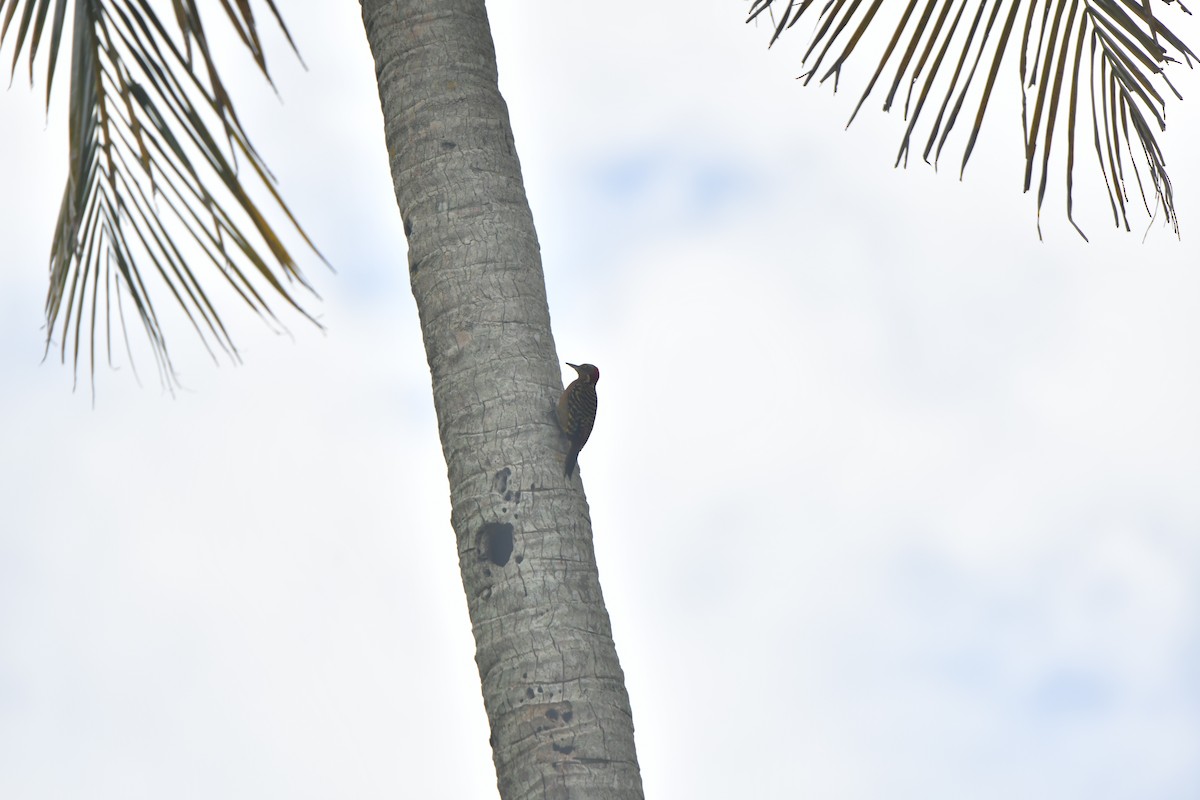 Hispaniolan Woodpecker - ML645195293