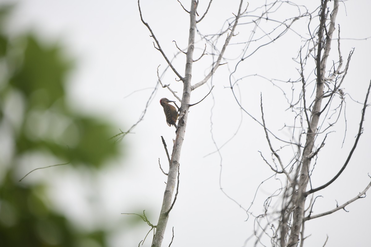 Hispaniolan Woodpecker - ML645195294