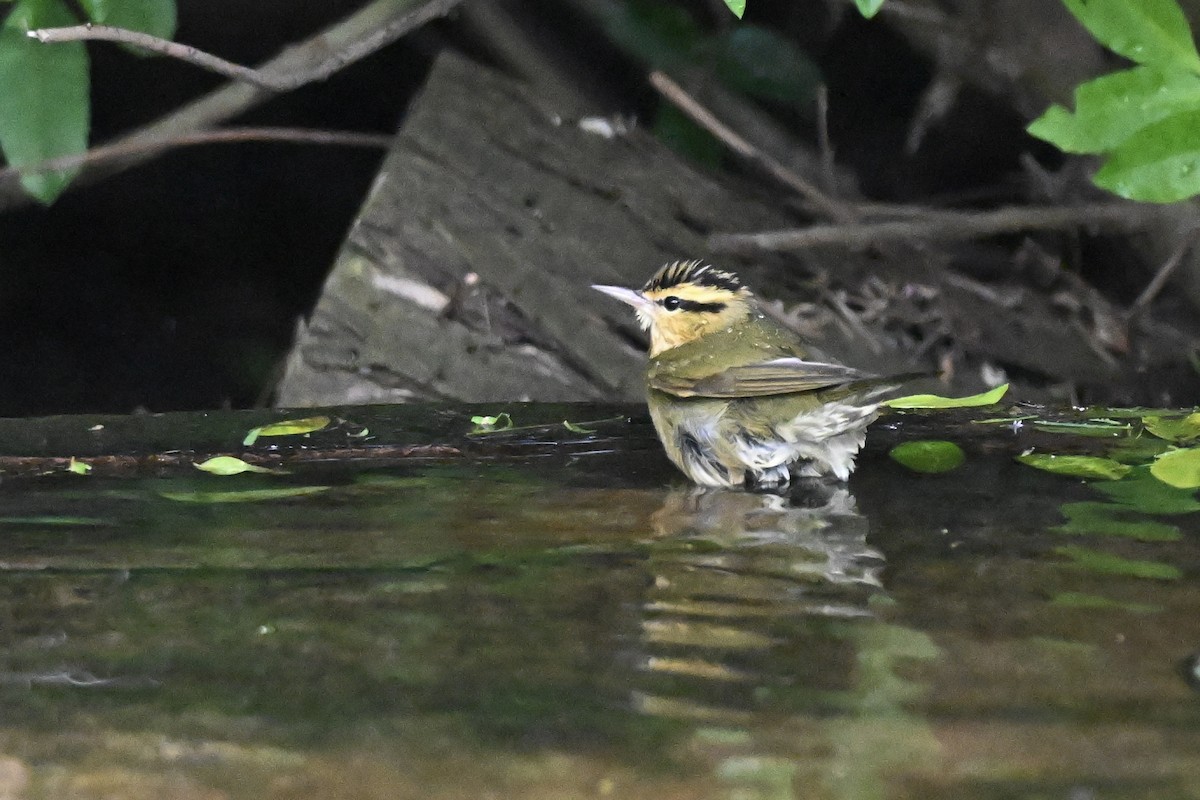 Worm-eating Warbler - ML645195296