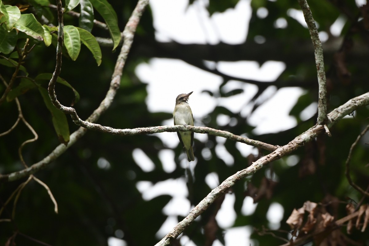Black-whiskered Vireo - ML645195297