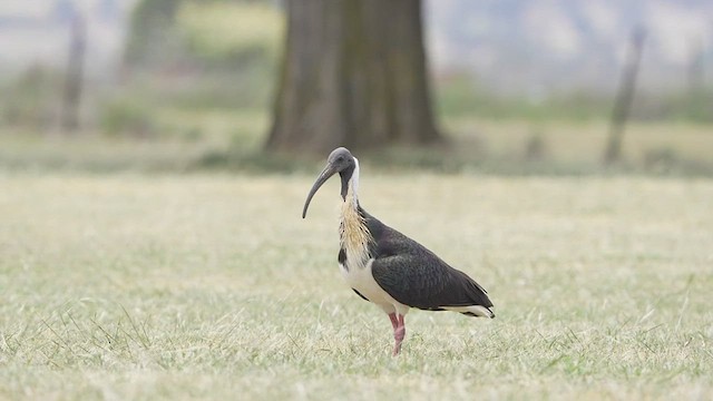 Straw-necked Ibis - ML645195298