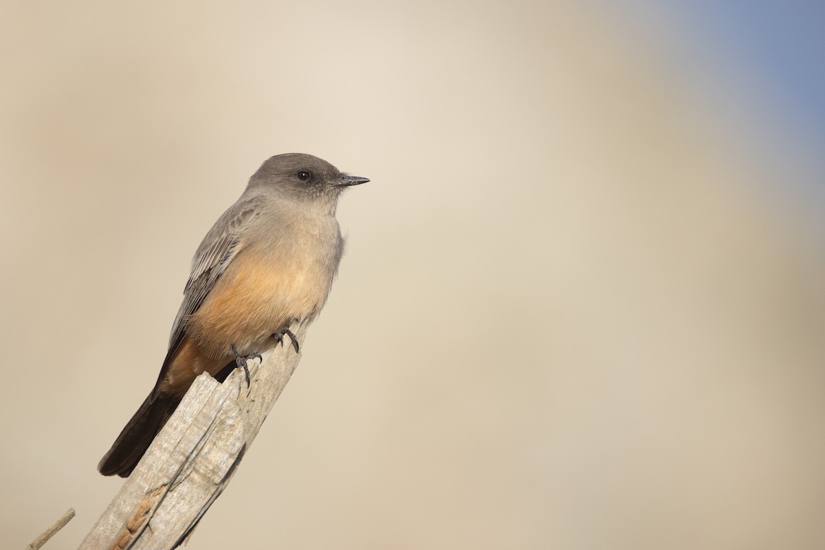 Say's Phoebe - ML645195299