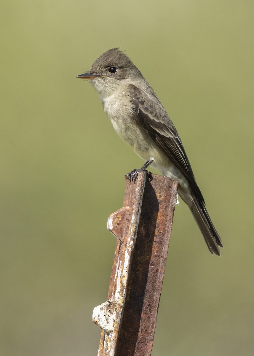 Western Wood-Pewee - ML645195300