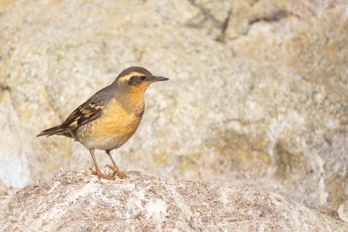 Varied Thrush - ML645195301