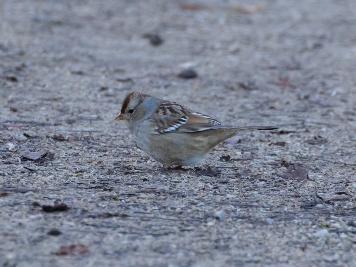 גיבתונית לבנת-כיפה - ML645195302