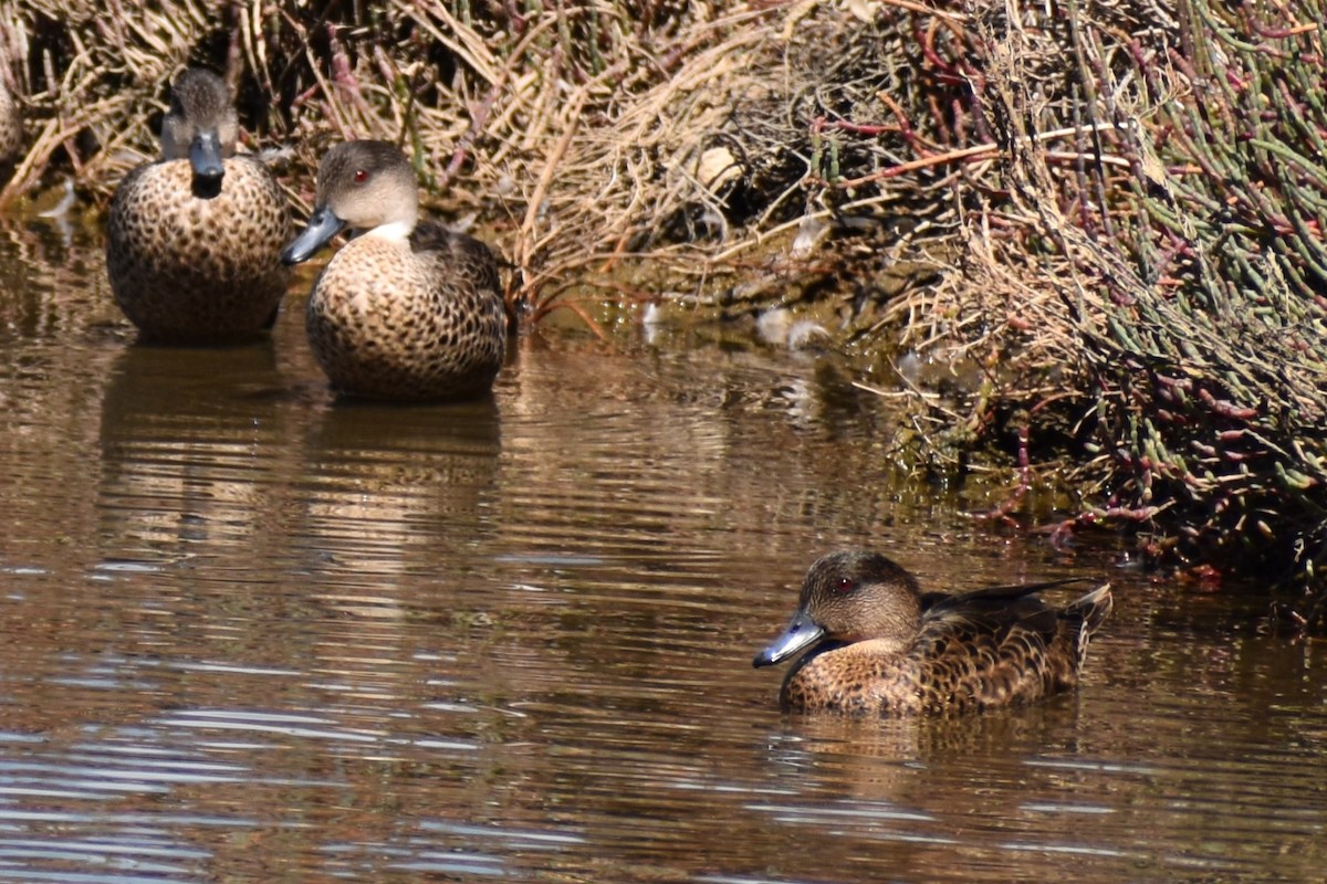 Chestnut Teal - ML645195305