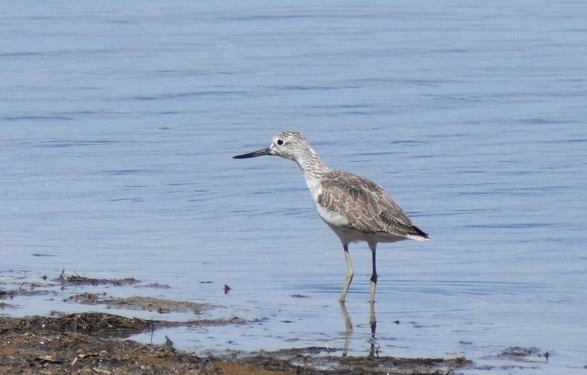 Common Greenshank - ML645195306