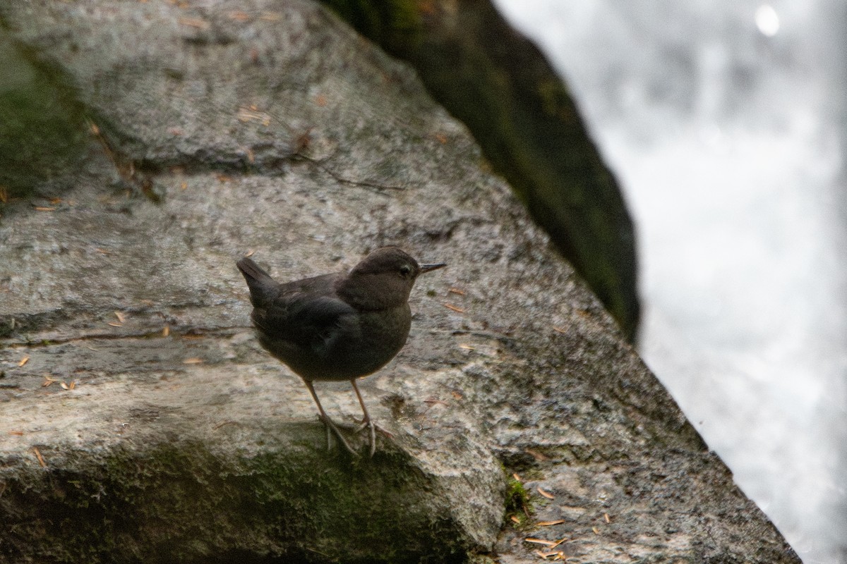 gråfossekall - ML645195315