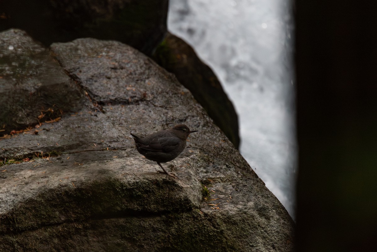 gråfossekall - ML645195316