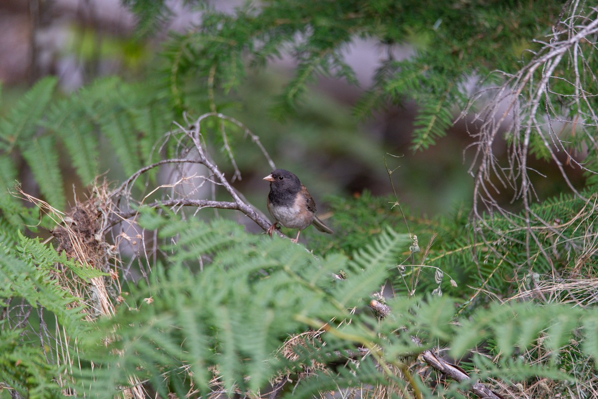 Dark-eyed Junco (Oregon) - ML645195318