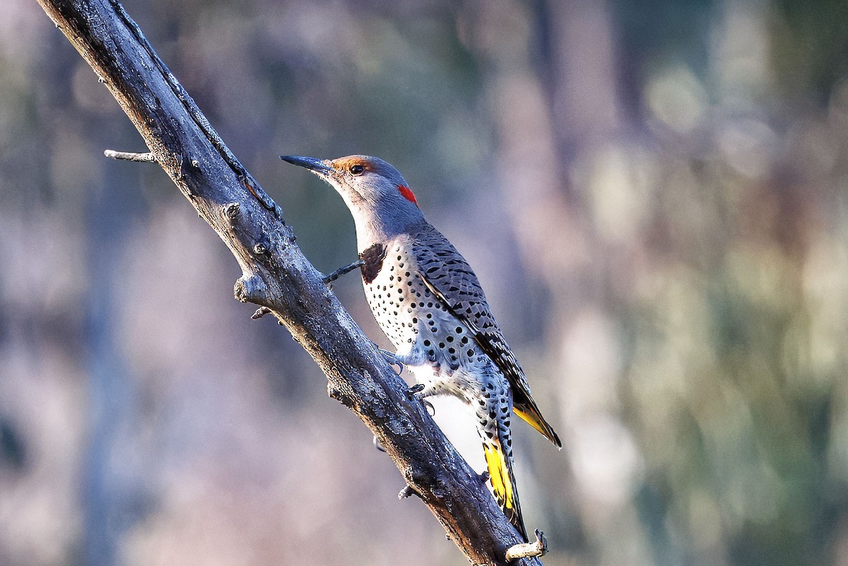 Ring-necked Duck - ML645195329