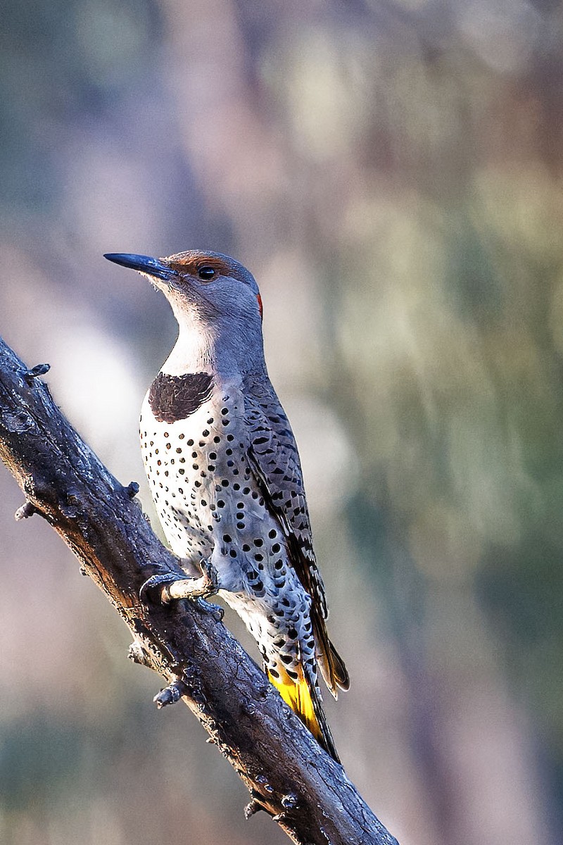 Ring-necked Duck - ML645195340