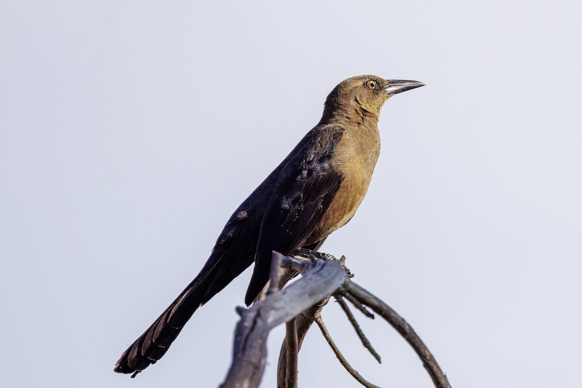 Great-tailed Grackle - ML645195355