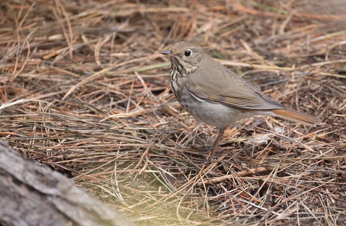 Hermit Thrush - ML645195360