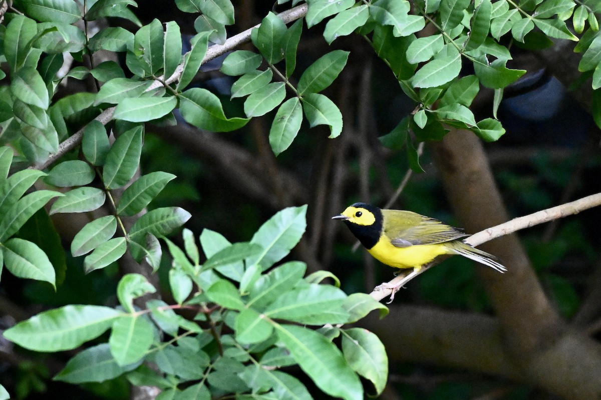 Болотянка чорногорла - ML645195381