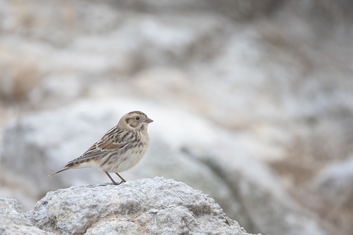 Подорожник лапландський - ML645195393