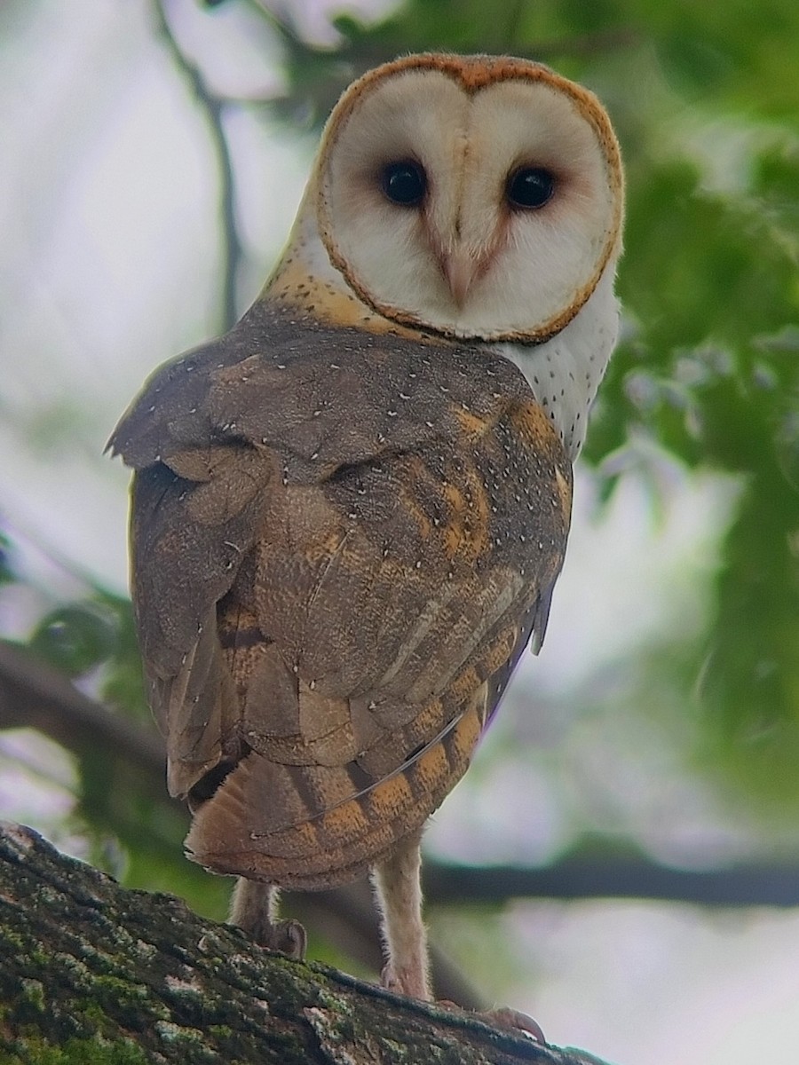 American Barn Owl - ML645195395