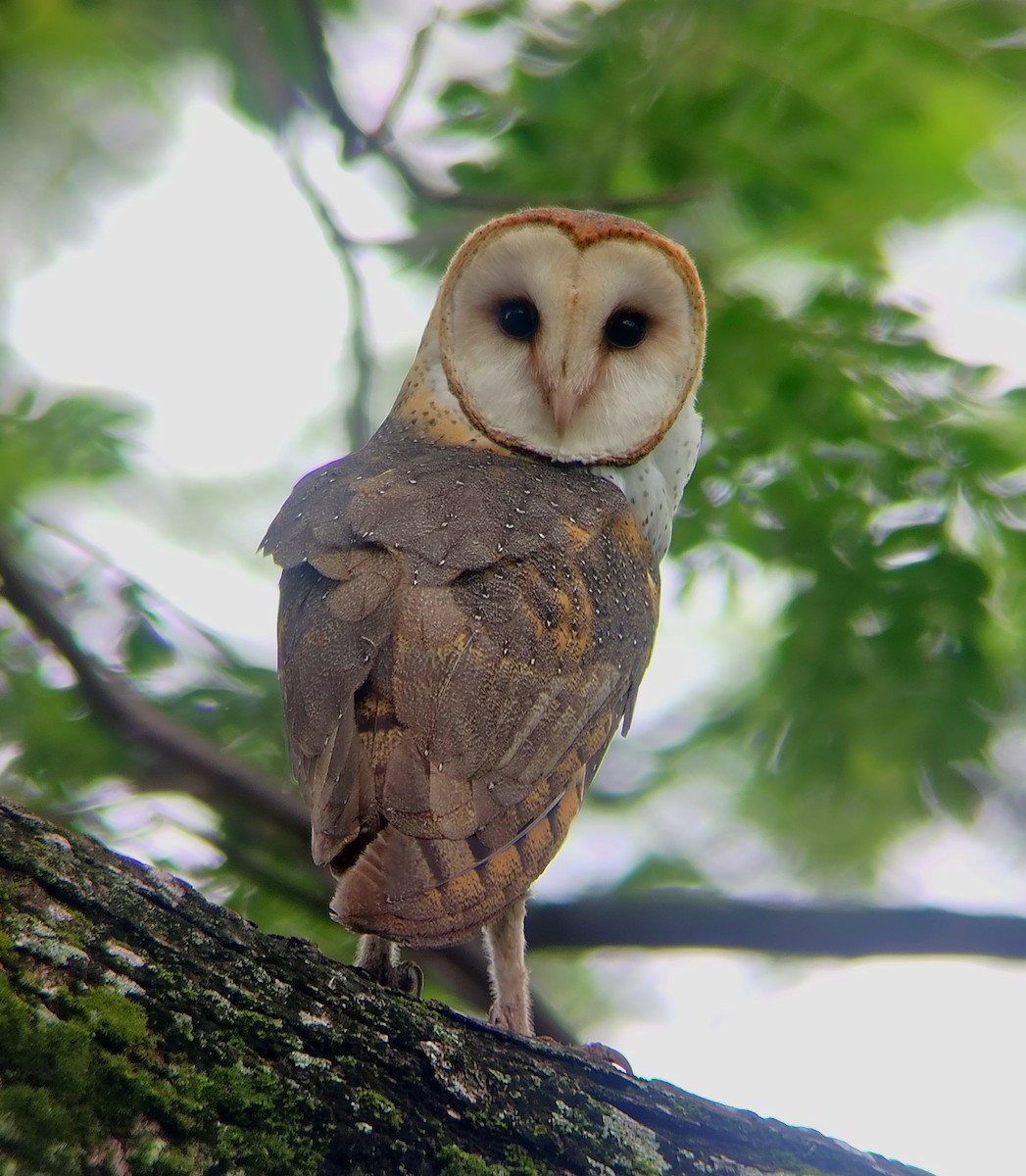American Barn Owl - ML645195396