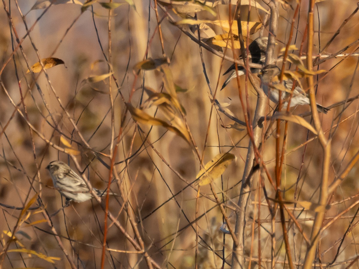 תפוחית שחורת-סנטר - ML645195409