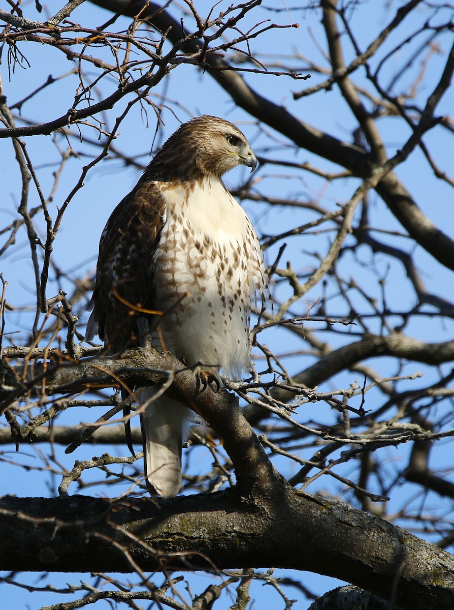 Red-tailed Hawk - ML645195421