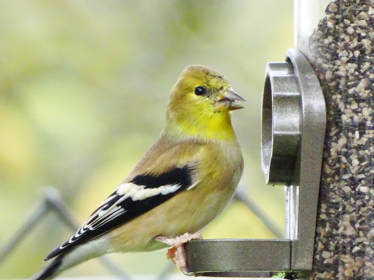 American Goldfinch - ML645195439